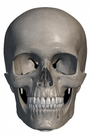Head