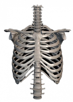 Torso