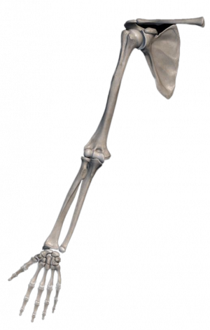 Upper limbs